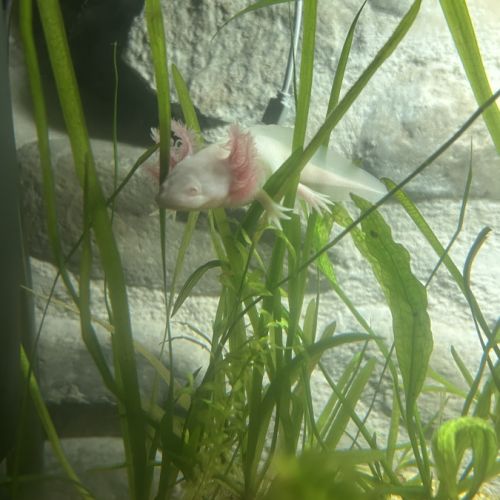 Axolotl juvénile #3