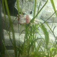 Axolotl juvénile #3