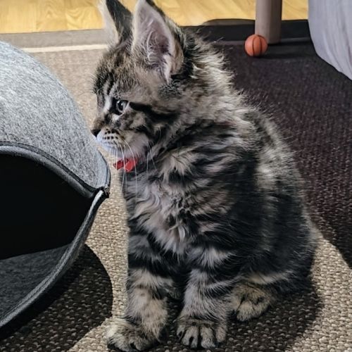 Chatons maine coon à réserver #2