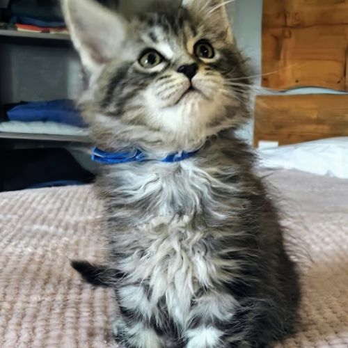 Chatons maine coon à réserver #4