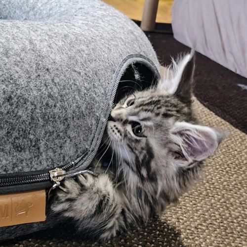 Chatons maine coon à réserver #5