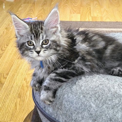 Chatons maine coon à réserver #6