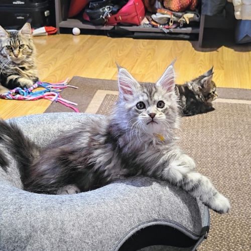 Chatons maine coon à réserver #8