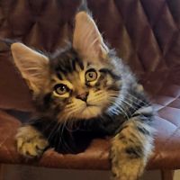 Chatons maine coon à réserver #1