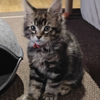 Chatons maine coon à réserver #3