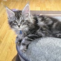 Chatons maine coon à réserver #6