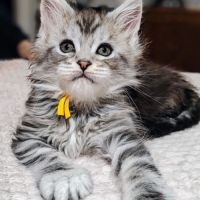 Chatons maine coon à réserver #0