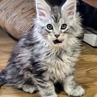 Chatons maine coon à réserver #9