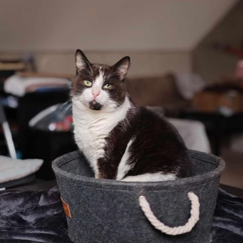 Roudoudou joli matou noir et blanc - chat sos #2