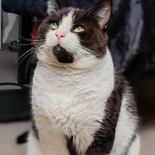 Roudoudou joli matou noir et blanc - chat sos #4