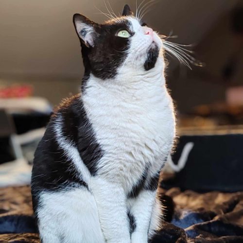 Roudoudou joli matou noir et blanc - chat sos #5