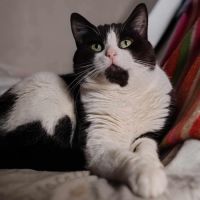 Roudoudou joli matou noir et blanc - chat sos #0