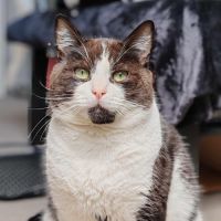 Roudoudou joli matou noir et blanc - chat sos #3