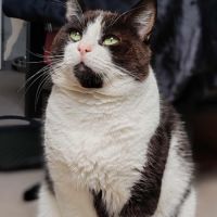 Roudoudou joli matou noir et blanc - chat sos #4