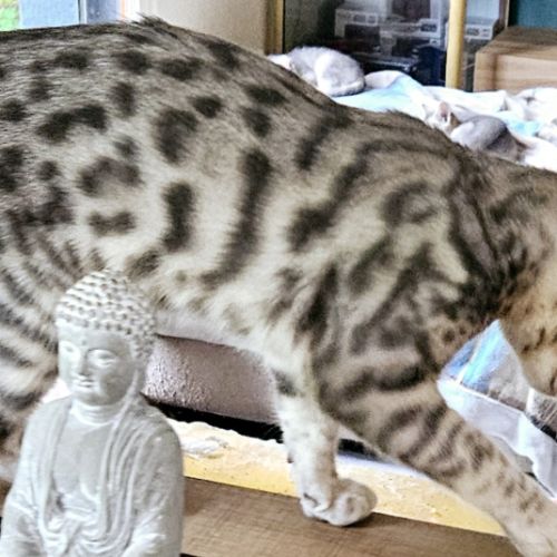 Chatons loof bengal reste 1 mâle #0