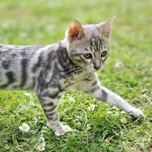 Chatons loof bengal reste 1 mâle #2