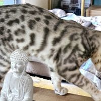 Chatons loof bengal reste 1 mâle