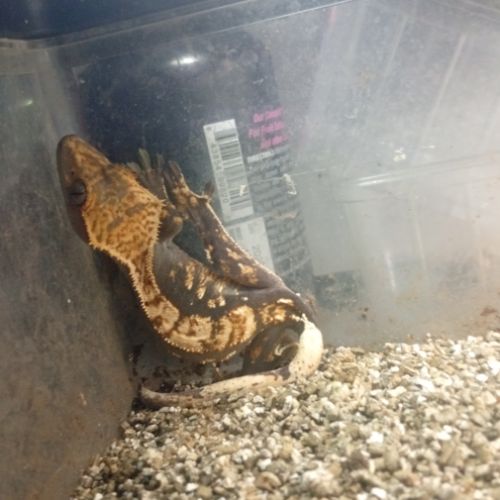 Gecko à crête juvénile #1