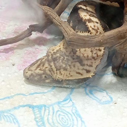 Gecko à crête juvénile #0