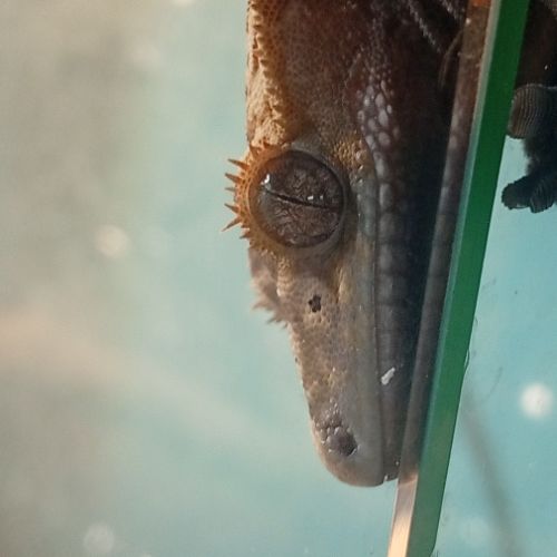 Gecko à crête juvénile #8