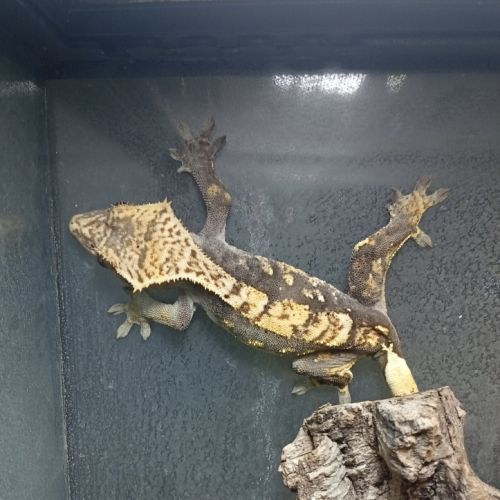 Gecko à crête juvénile #9