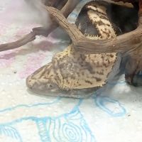 Gecko à crête juvénile