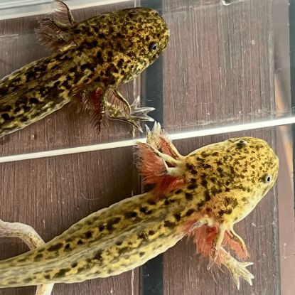 Axolotls disponibles nancy et alentours. #2