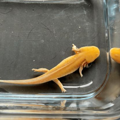 Axolotls disponibles nancy et alentours. #3