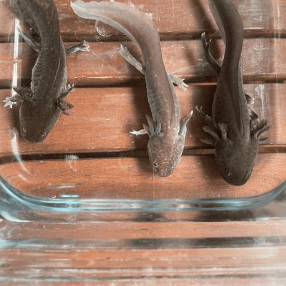 Axolotls disponibles nancy et alentours. #5
