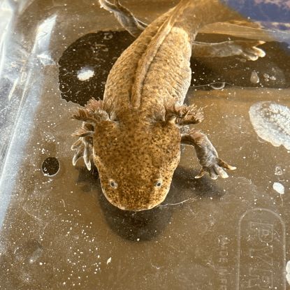 Axolotls disponibles nancy et alentours. #6