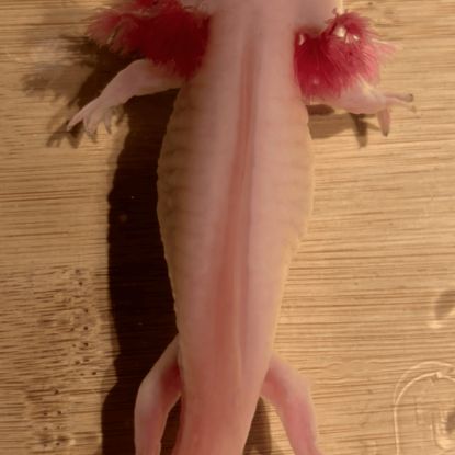 Axolotls disponibles nancy et alentours. #7