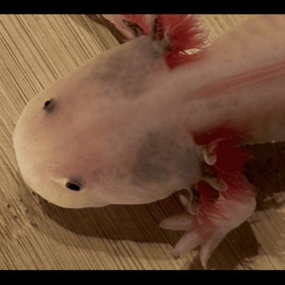 Axolotls disponibles nancy et alentours. #8