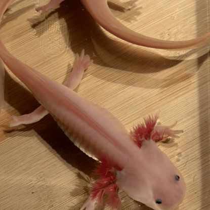 Axolotls disponibles nancy et alentours. #9