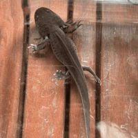 Axolotls disponibles nancy et alentours. #4