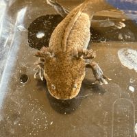 Axolotls disponibles nancy et alentours. #6