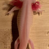 Axolotls disponibles nancy et alentours. #7