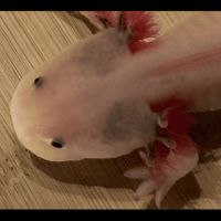 Axolotls disponibles nancy et alentours. #8