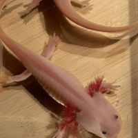 Axolotls disponibles nancy et alentours. #9