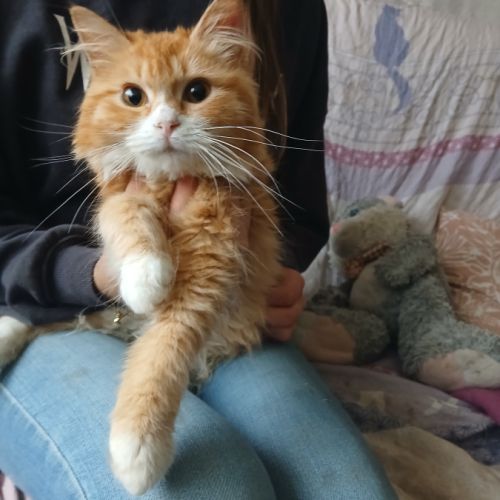 Tendre  chatons sibérien hypo #2