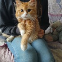 Tendre  chatons sibérien hypo