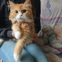 Tendre  chatons sibérien hypo #2