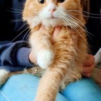 Tendre  chatons sibérien hypo #3