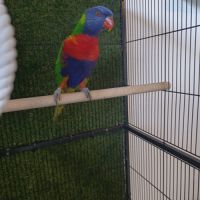 Loriquet arc en ciel #0