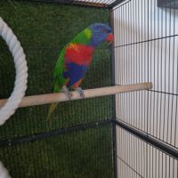 Loriquet arc en ciel #2