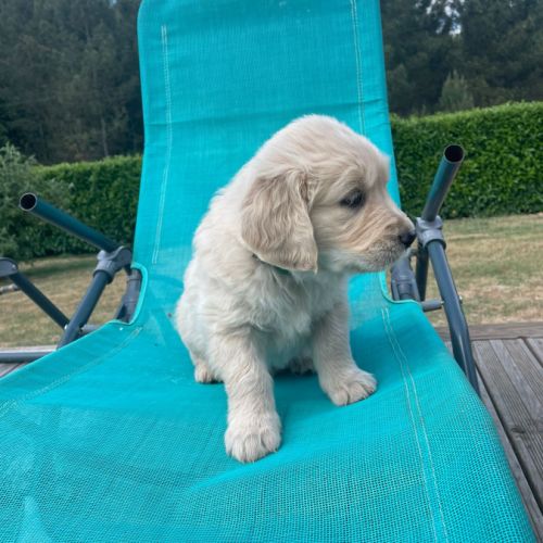 Chiot mâle golden #1