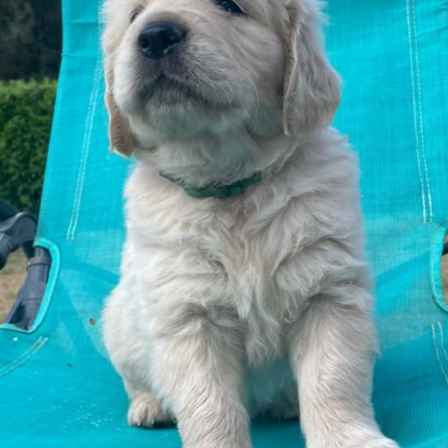 Chiot mâle golden #3