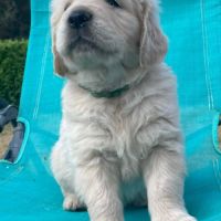 Chiot mâle golden #3