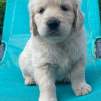 Chiot mâle golden #4