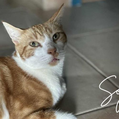 Soju, jeune chat très câlin #0