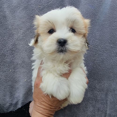 Chiots coton de tuléar lof #1